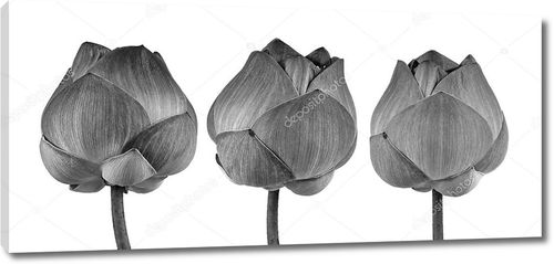 Цветок лотоса в черно-белом на белом фоне
