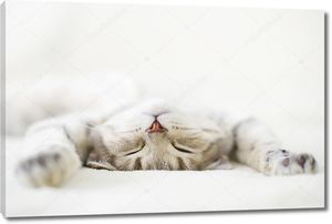 Спящая кошка шотландской породы