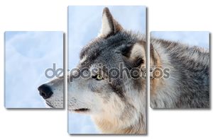 Серый волк в зимний период