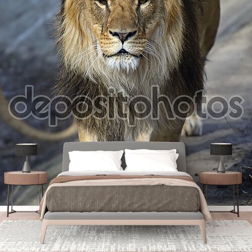 Лев идет к львице