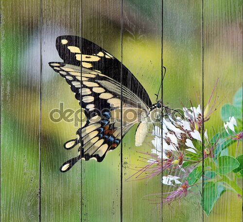 Гигантский парусник бабочка (Papilio cresphontes)