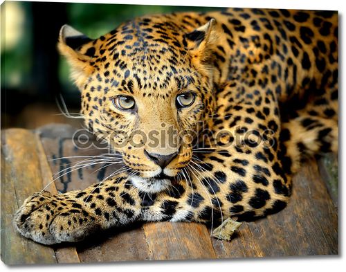 Портрет лежащего леопарда