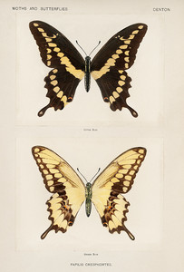 Гигантский ласточкин хвост из коллекции мотыльков и бабочек Соединенных Штатов Шермана Дентона