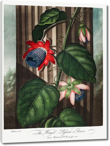 Крылатый цветок страсти из Храма Флоры Роберта Торнтона
