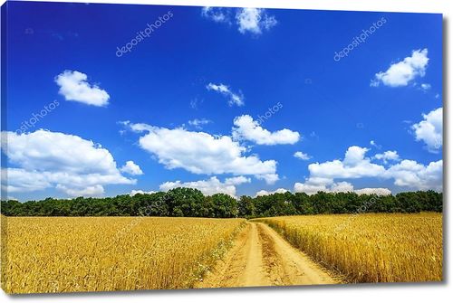 Пейзаж с зерновым полем и голубым небом