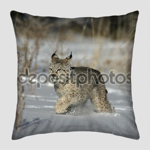 Сибирская рысь, lynx lynx