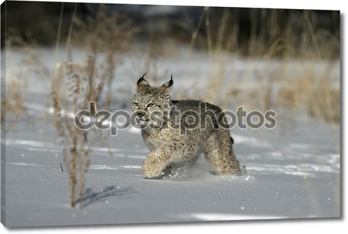 Сибирская рысь, lynx lynx