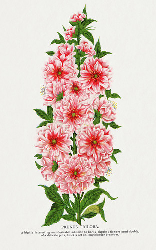 Цветки миндаля - иллюстрация из Ботанической Энциклопедии