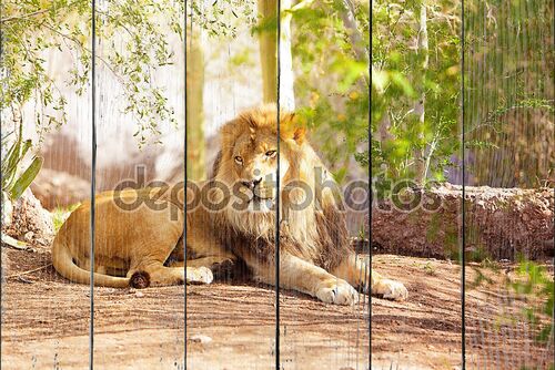 Красивые Африканский лев, прокладки в джунглях