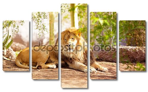 Красивые Африканский лев, прокладки в джунглях