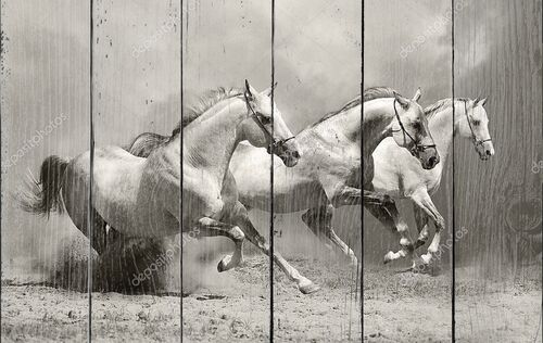 Белые три лошади в пыли