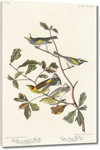 Златокрылая певчая птица, Кейп-Мей