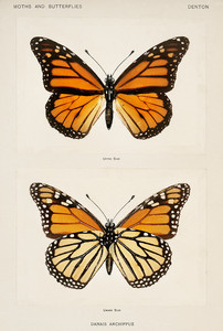 Бабочка-монарх из Мотыльков и бабочек Соединенных Штатов Шермана Дентона