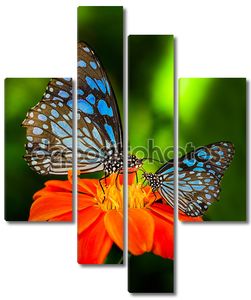 Синяя бабочка на оранжевом цветке