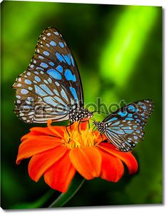Синяя бабочка на оранжевом цветке