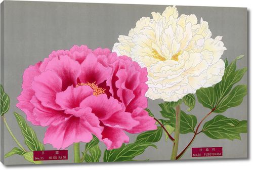 Розовый и кремовый пионы из Книги пионов префектуры Ниигата, Япония