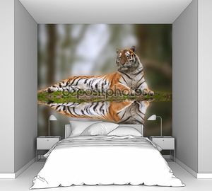 Красивый тигр, лежа на травянистых банка отражения в воде