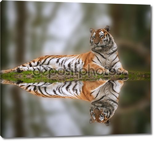 Красивый тигр, лежа на травянистых банка отражения в воде