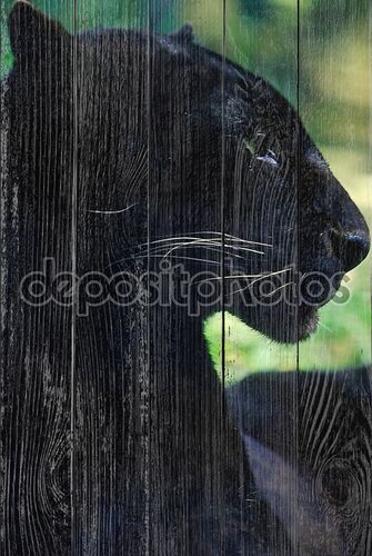 Красавица черная пантера