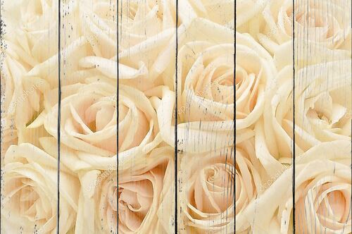 Фон с красивыми белыми розами