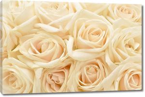 Фон с красивыми белыми розами