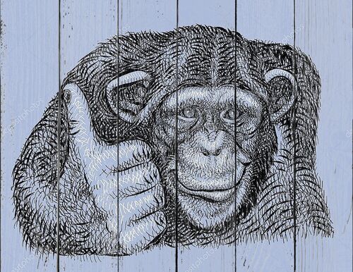 Шимпанзе - рисунок