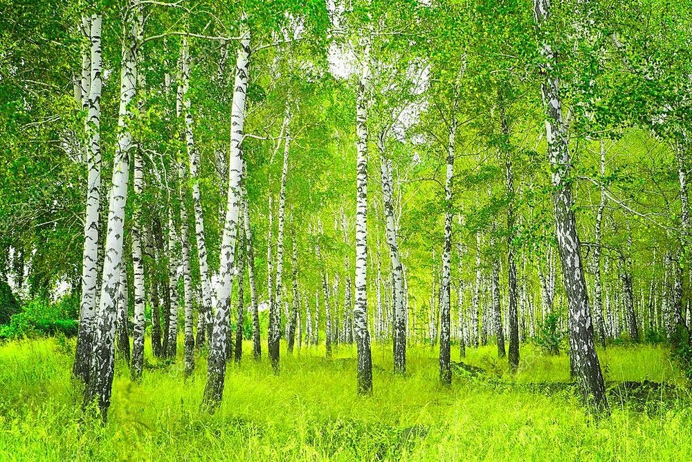 Картинка береза летом