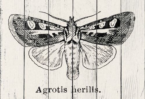 Западный полосатый червь из коллекции мотыльков и бабочек Соединенных Штатов Шермана Дентона
