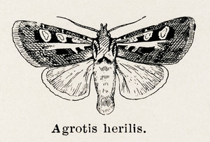 Западный полосатый червь из коллекции мотыльков и бабочек Соединенных Штатов Шермана Дентона
