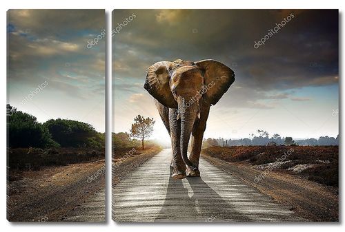 Single Walking Elephant