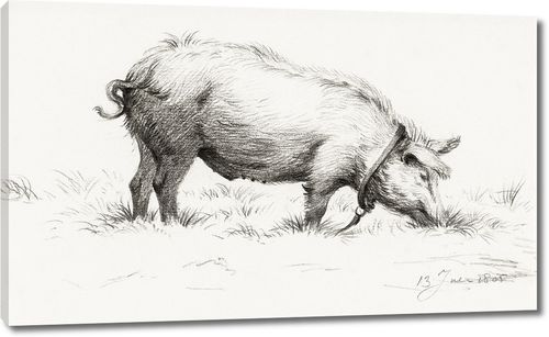 Стоящая свинья в траве