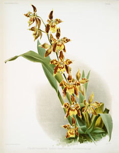 Из коллекции орхидей Райхенбахии XiV