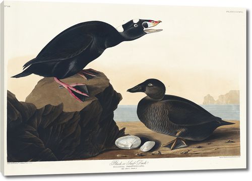 Черная или прибойная утка