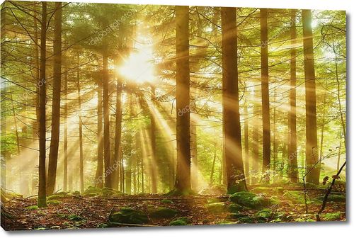 Мистический лес с утренним лучом солнца