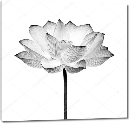 Цветок лотоса черный и белый изолированы на белом фоне
