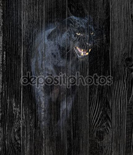 амурский леопард