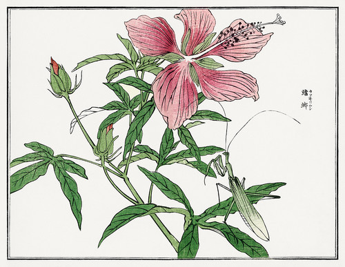 Иллюстрация из Чуруи Гафу - цветок