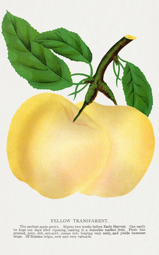 Два желтых яблока - иллюстрация из Ботанической Энциклопедии