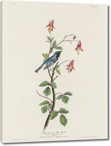 Черногорлая голубая певчая птица