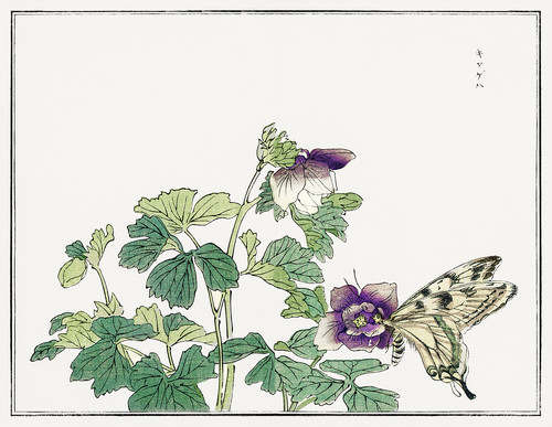 Иллюстрация из Чуруи Гафу - бабочки на цветах