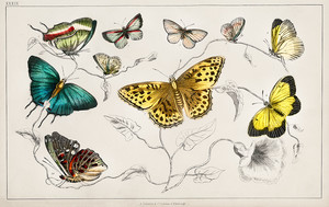 Коллекция II различных бабочек из Истории Земли и одушевленной природы Оливера Голдсмита