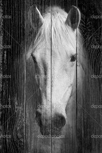 Портрет белой лошади в черно-белом.