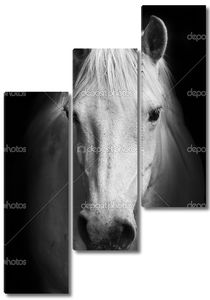 Портрет белой лошади в черно-белом.