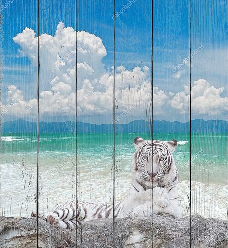 Белый тигр на скале у моря