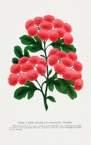 Цветущий шип - иллюстрация из Ботанической Энциклопедии