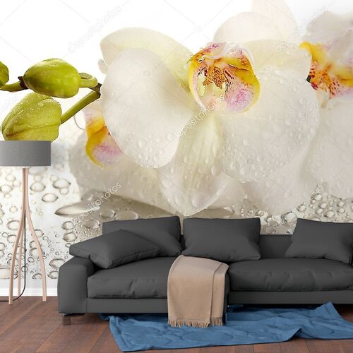Красивая Орхидея белая с каплями