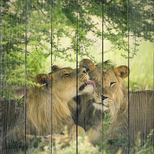 Любящая пара Лев и львица