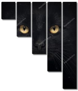 Чёрная кошка смотрит в камеру, изолированные на белом фоне крупным планом