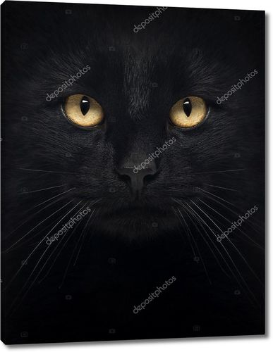 Чёрная кошка смотрит в камеру, изолированные на белом фоне крупным планом