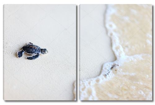 Черепаха на пляже